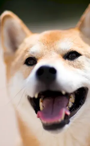 Lächelnder Hund siba inu
