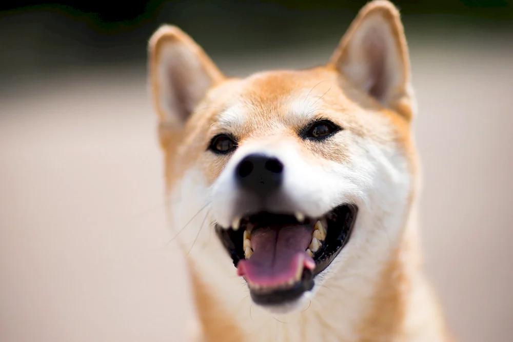 Lächelnder Hund siba inu