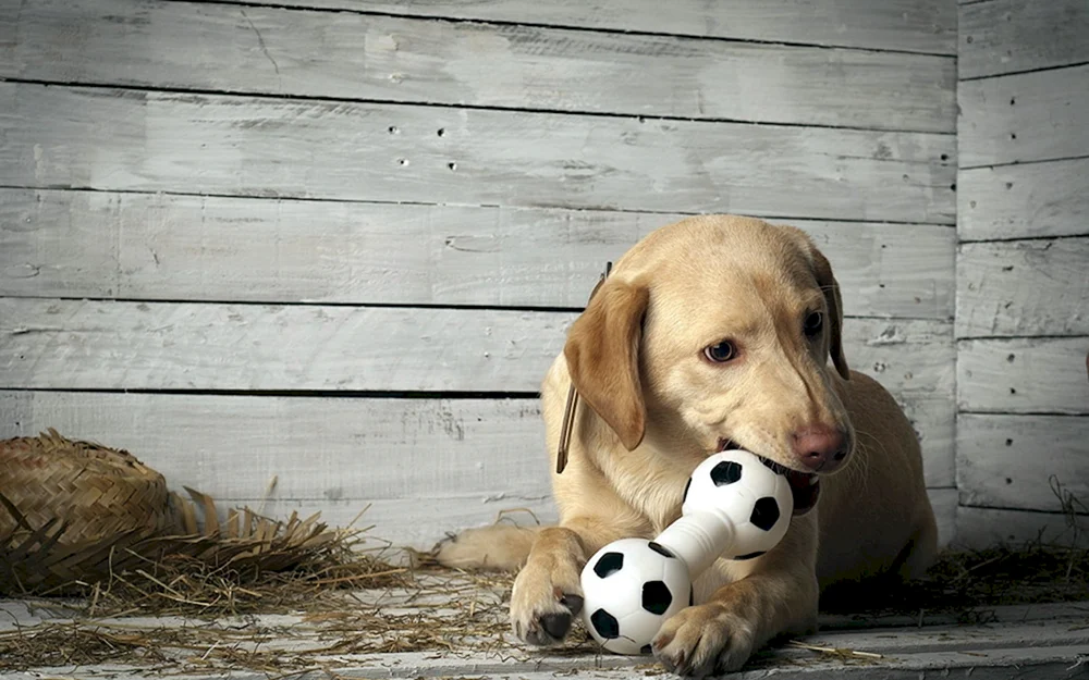 Hundehintergrund