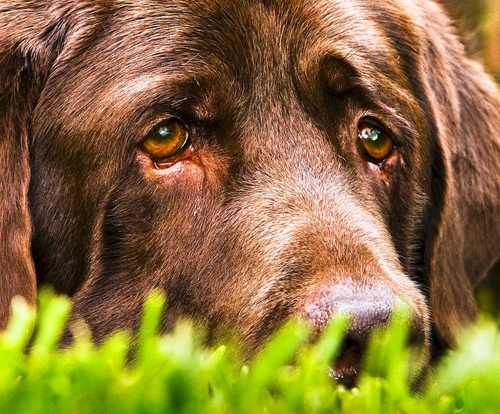 Hund weinend