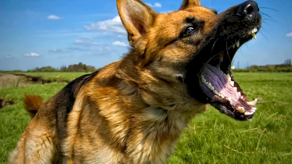 Hunde
