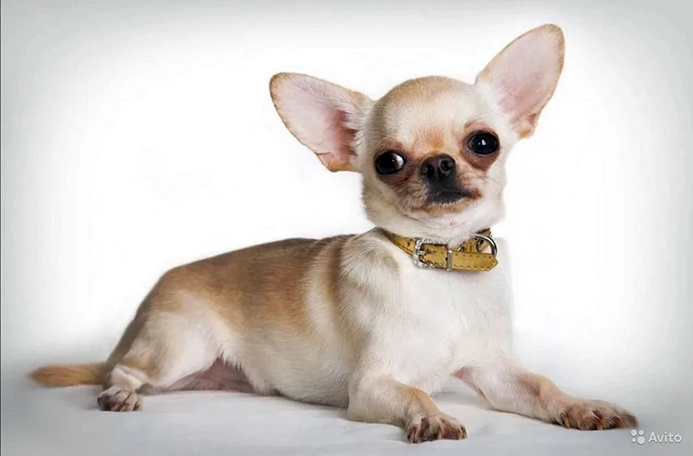 Chihuahua Kobbies