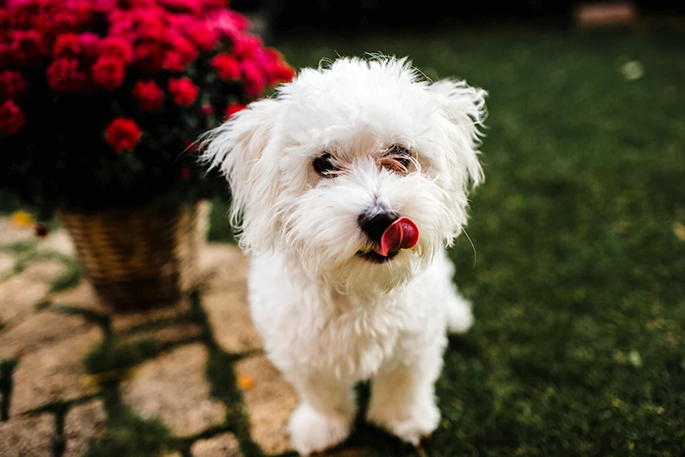 Hunde, die nicht haaren