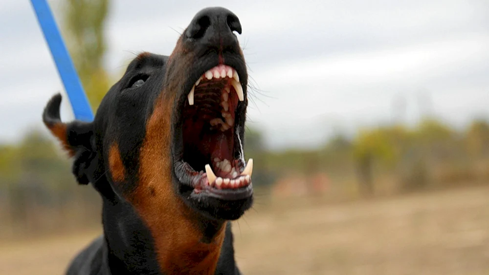 Hunde bellen Dobermann