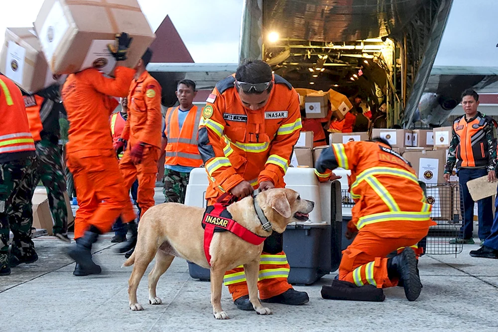 Hunde des Katastrophenschutzministeriums