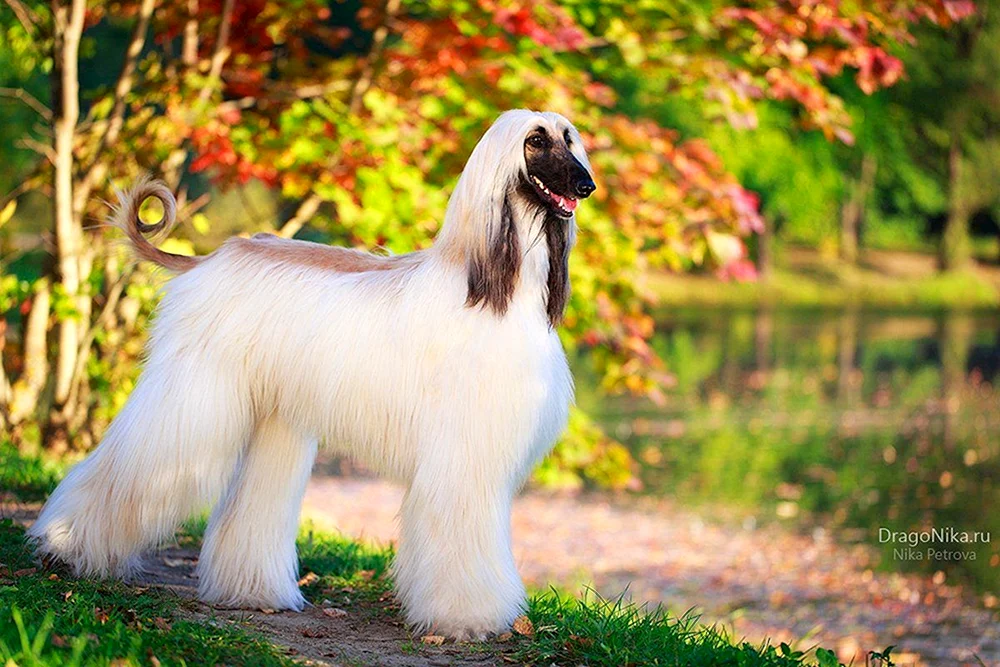 Hunde der Rasse Afghanischer Windhund