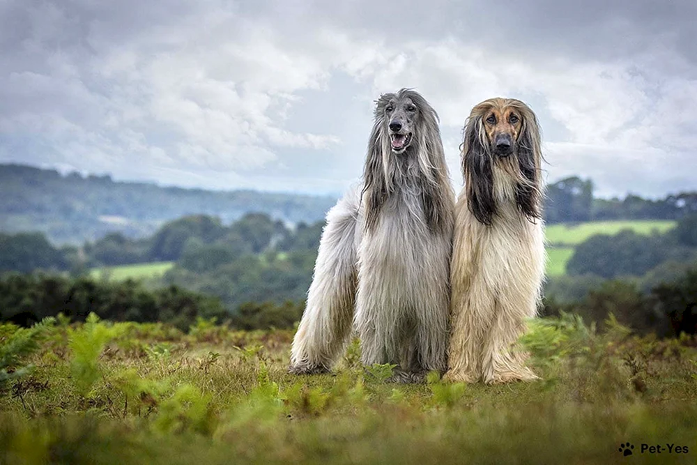 Afghanischer Windhund