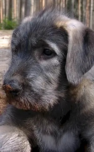 Irischer Wolfshund