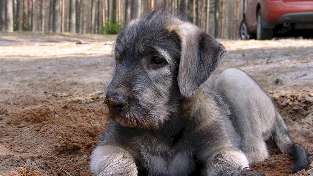 Irischer Wolfshund