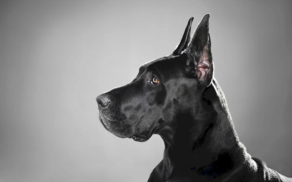 Schwarzer Royal Dane Hunderassen Royal Dane und Deutscher Hund