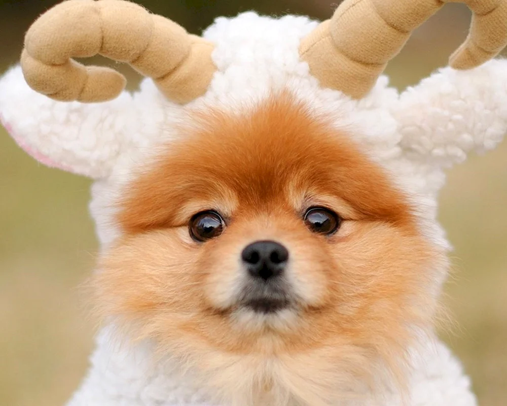 Pomeranian Spitz Teacup.