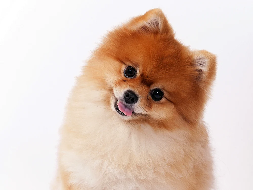 Zwergspitz Jiffpom