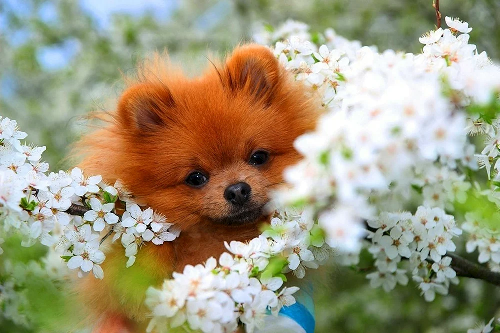 Spitz-Hunde