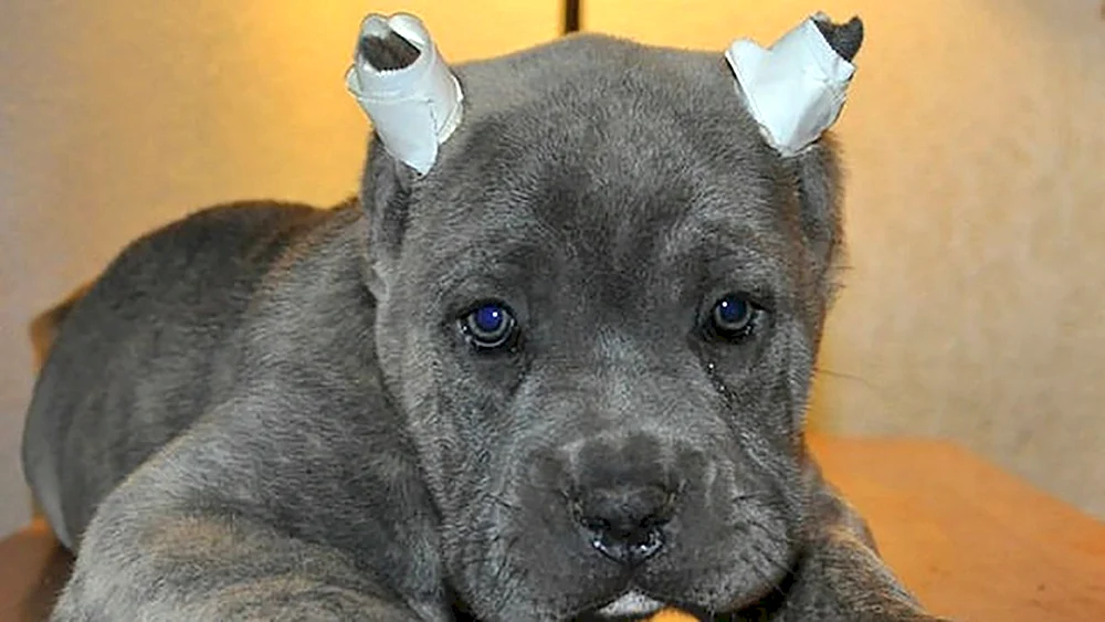 Hunde mit kupierten Ohren