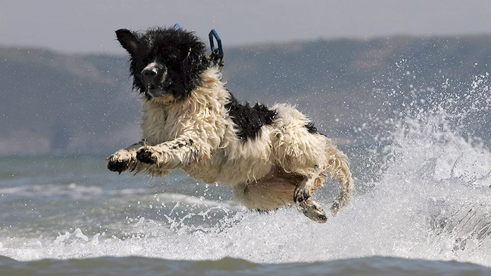 Hundespringen
