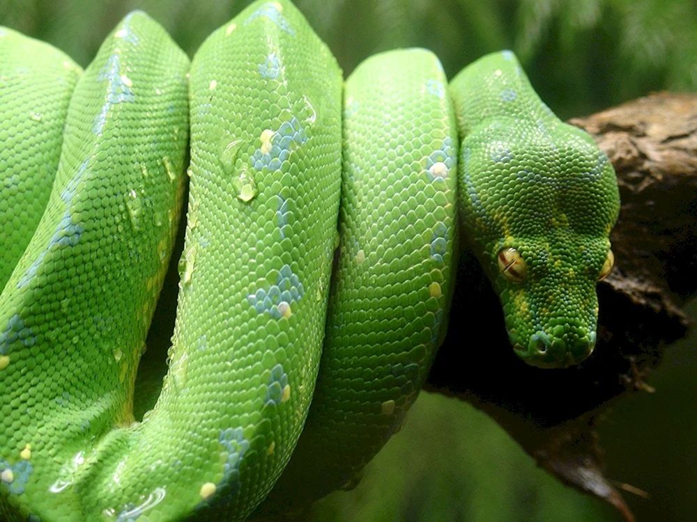 Sobago python