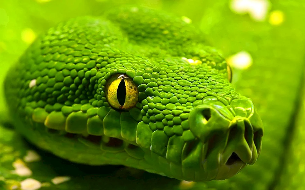 Grüne Baumviper
