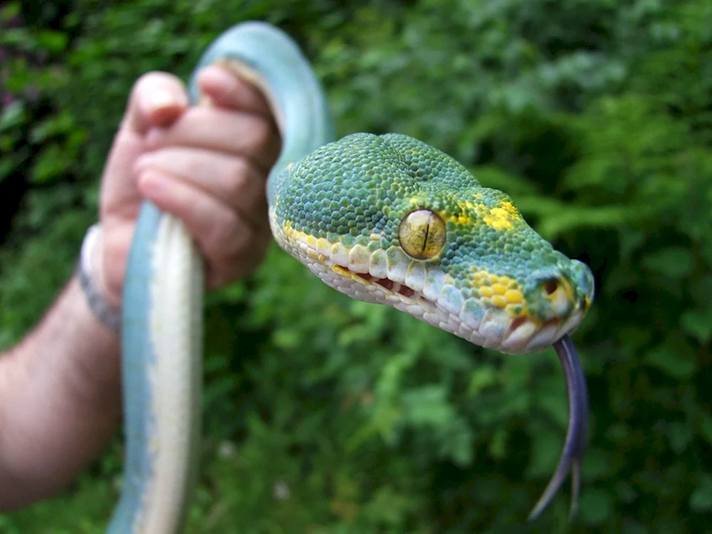 Snake boa constrictor