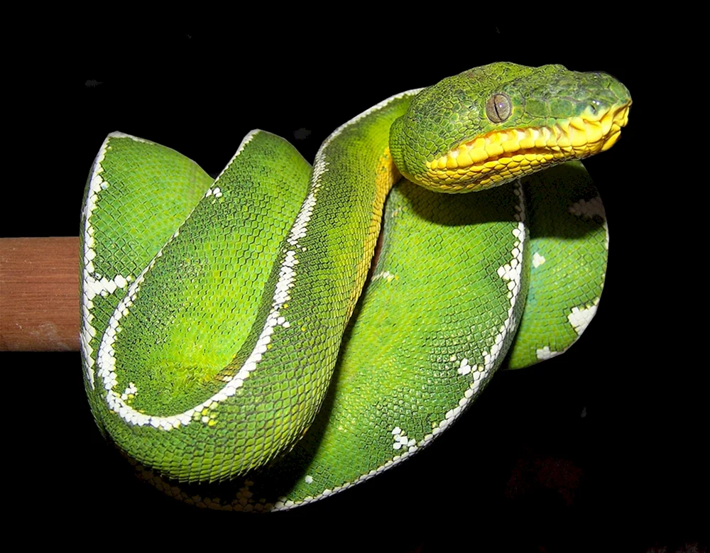 Python boa constrictor