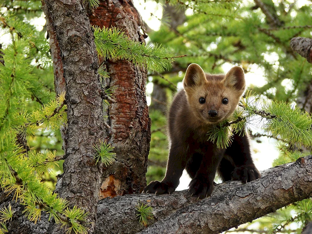 Braunbär des Baikal-Lena-Reservats