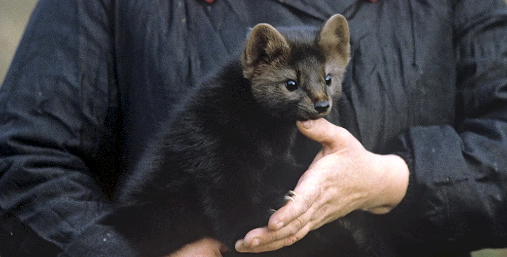 Sable Barguzin animal