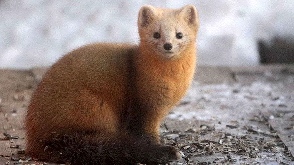 Sable Barguzin animal