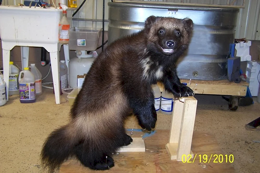 Sable and Wolverine