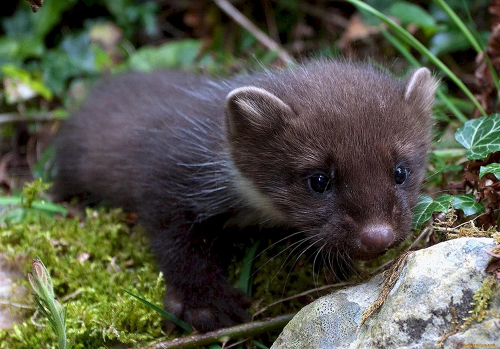 Zobelmarder Marder