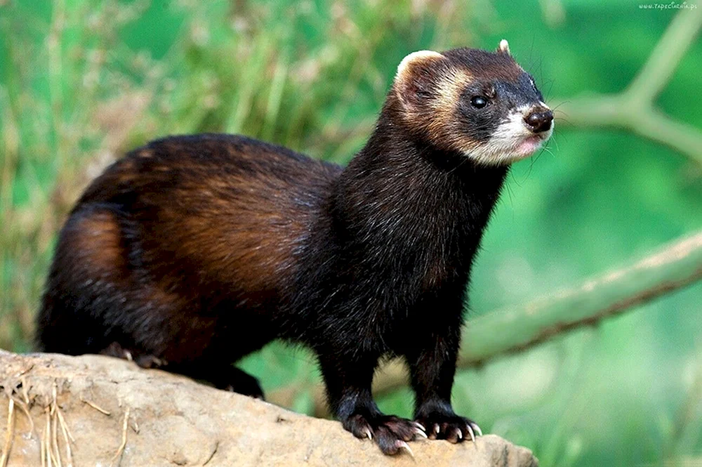 Sable Familie Marderfamilie