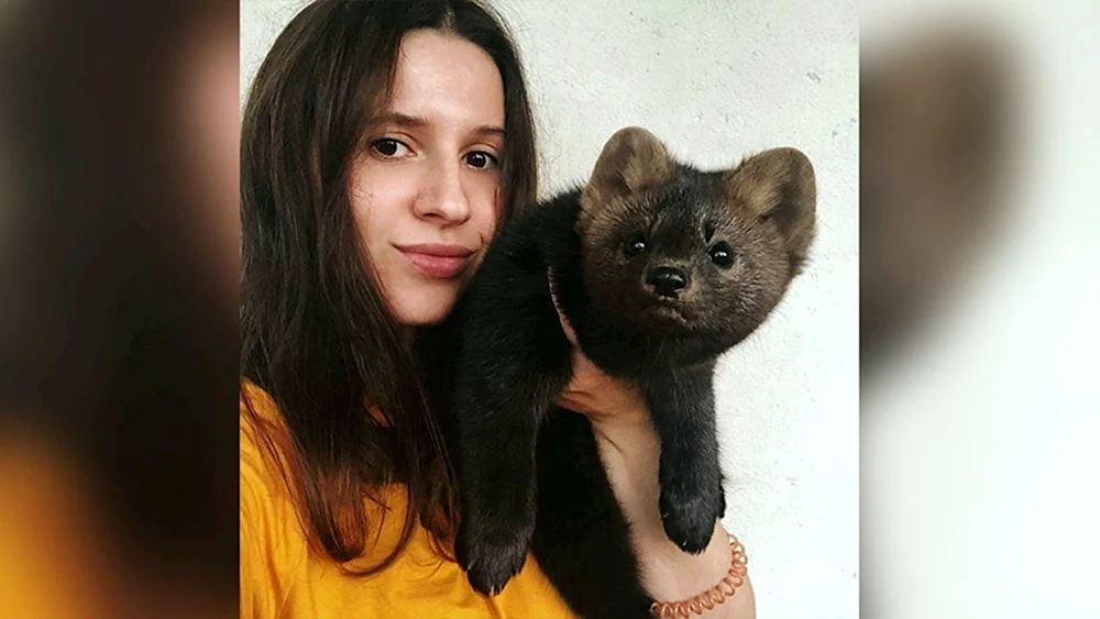 Sable animal
