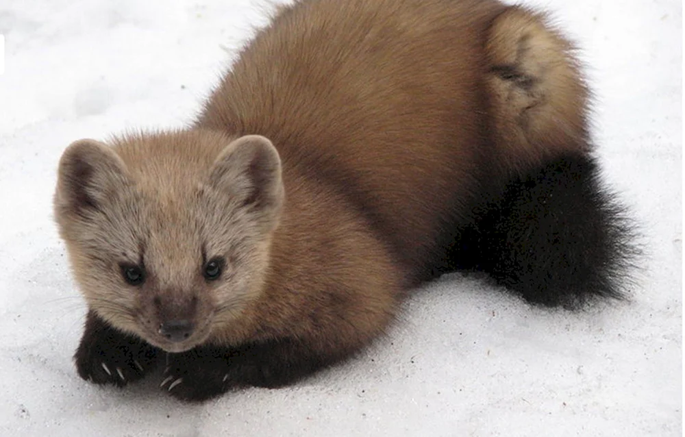 Sable animal of the family. MischlingeBarguzin Zobel Zobel - martes zibellina