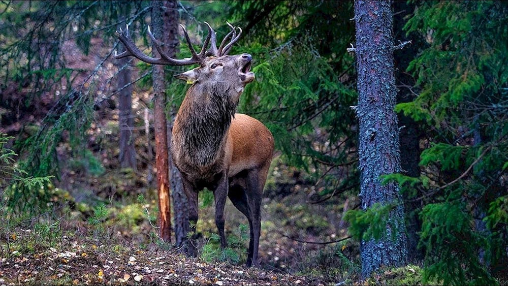 Moschinsky Nationalpark Edelhirsch