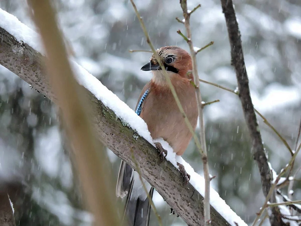 Snowfinch Buchfink