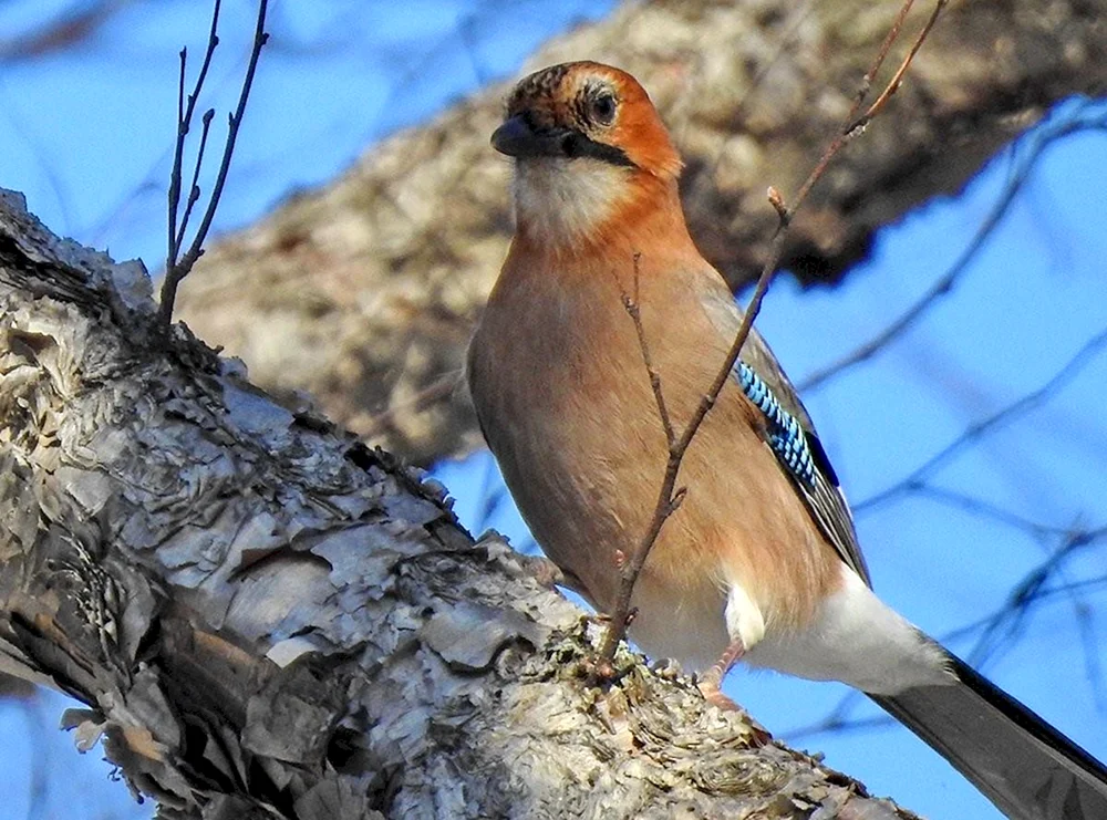 Häher garrulus glandarius