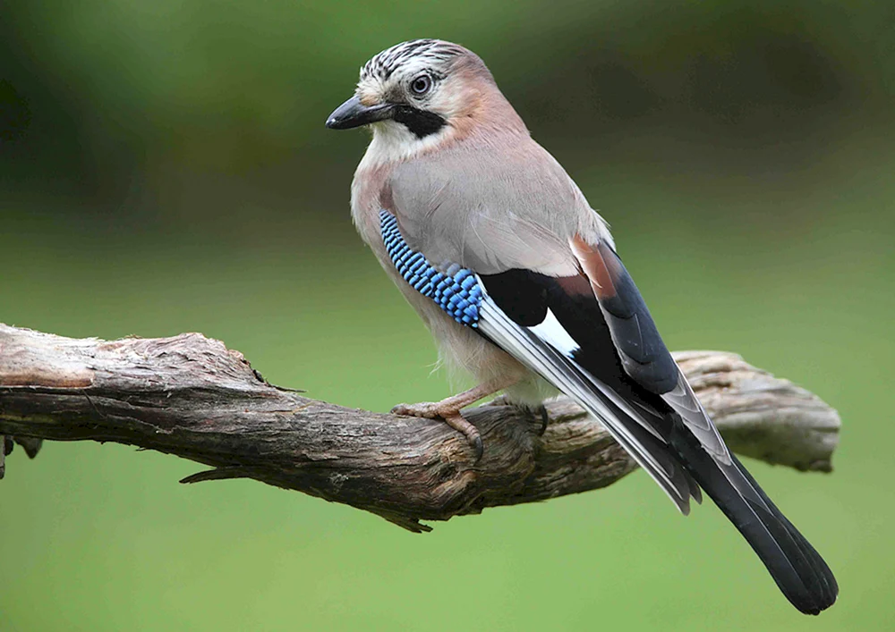 Blauer Buschhäher
