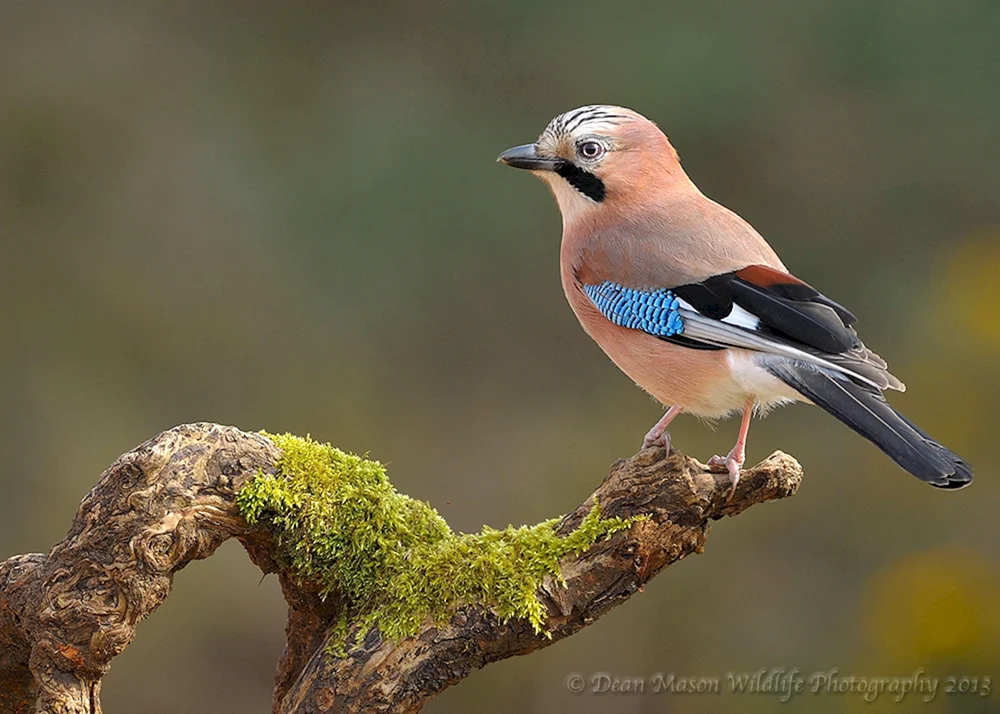 Bluethroated jay