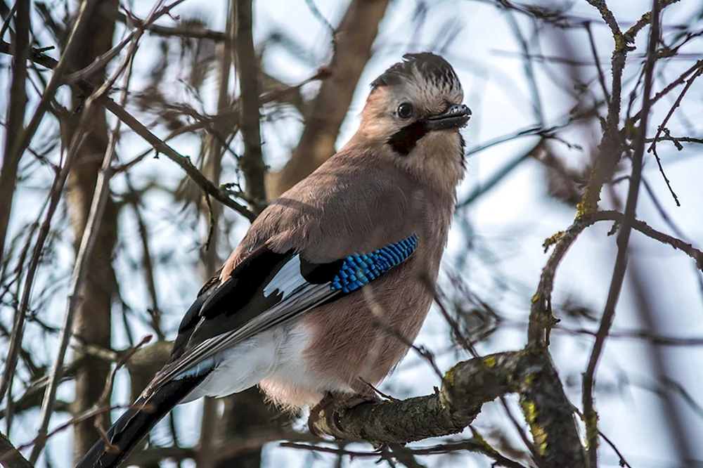 Haubenpfeifvogel
