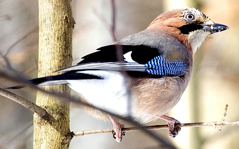 Steller's jay black-headed blue jay