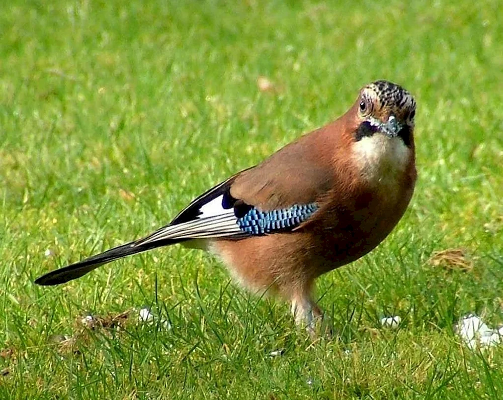 Spottdrossel