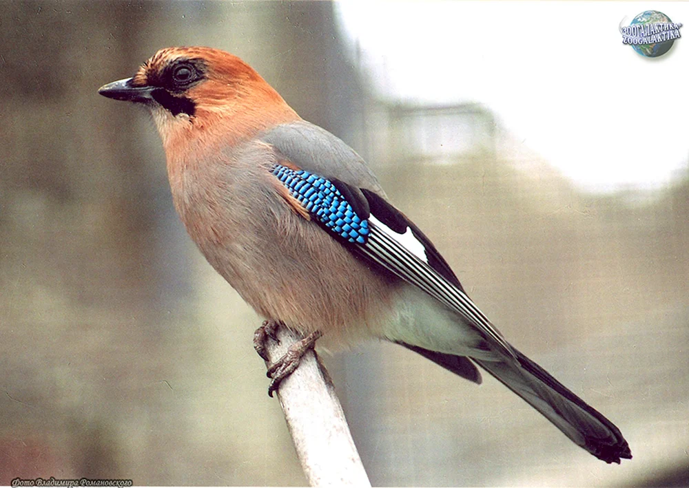 Häher garrulus glandarius
