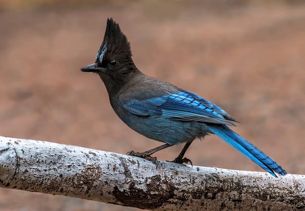 Steller's jay black-headed bluejay