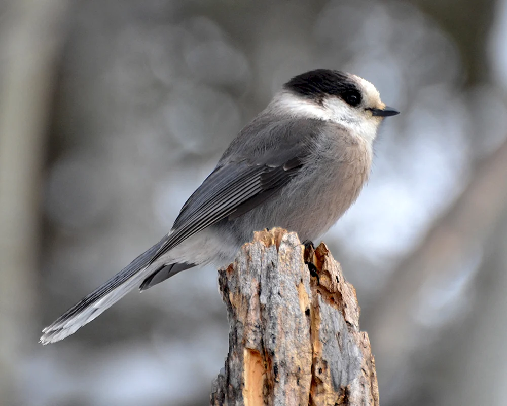 Grey Jay