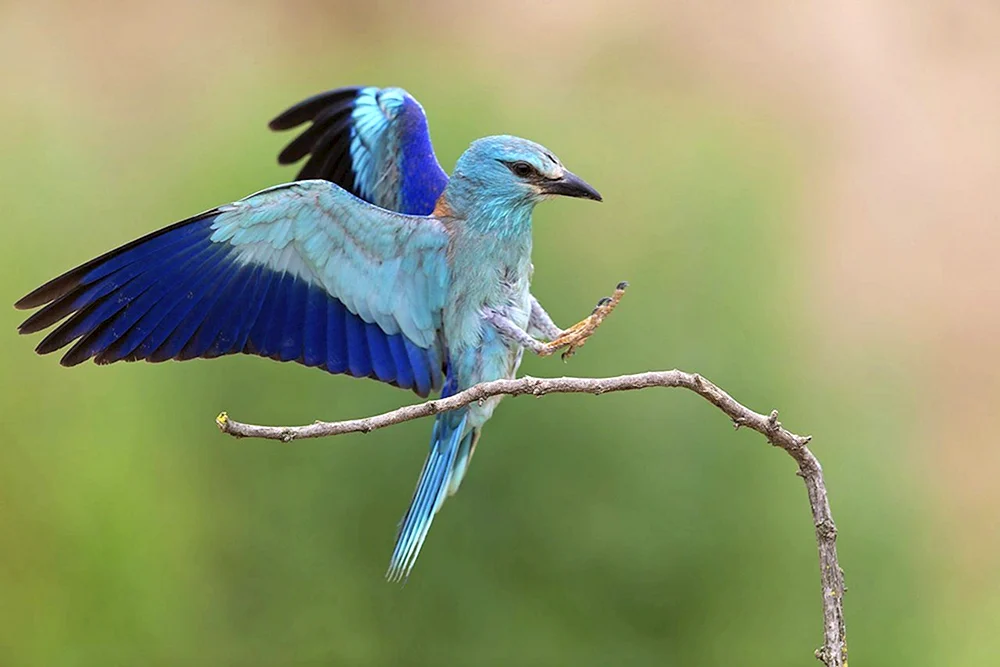 Blaue Elster Ussuriysky jay