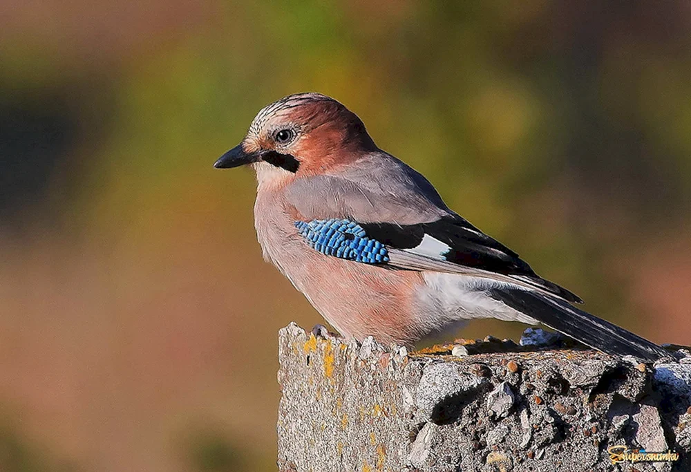Gemeinsamer Häher garrulus glandarius