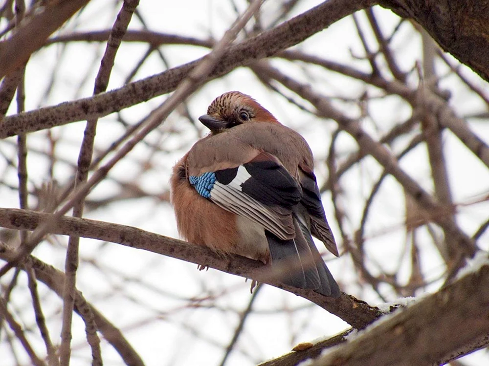 Sojka in der Samara-Region Vögel des Samara-Gebiets Foto