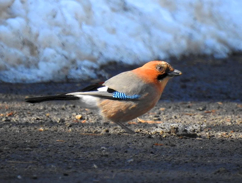Weißer Vogel