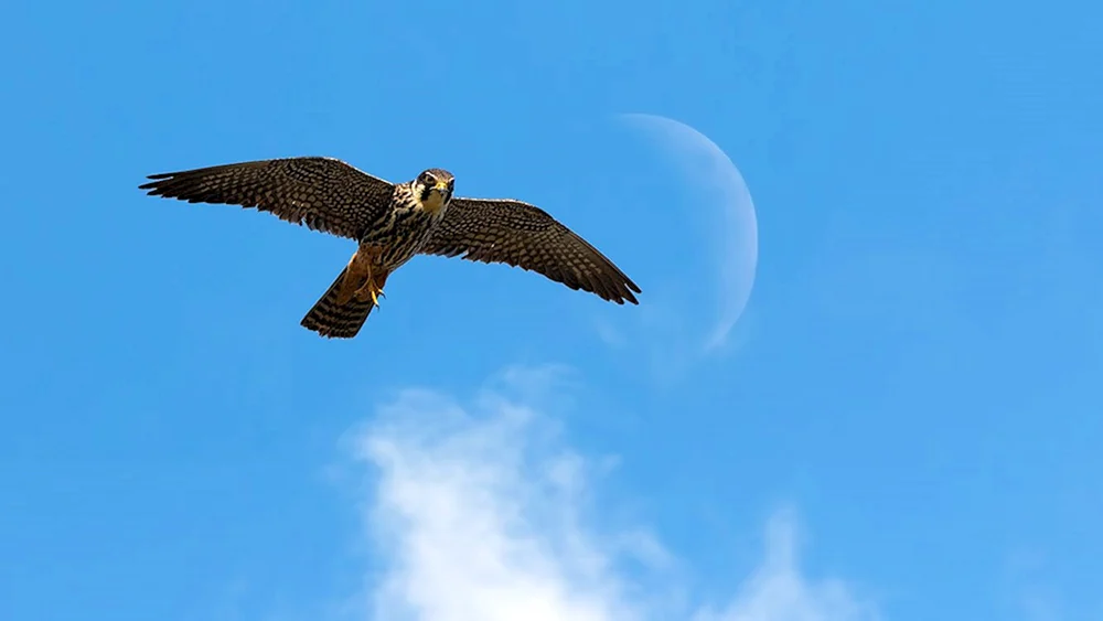 Wanderfalke Vogel