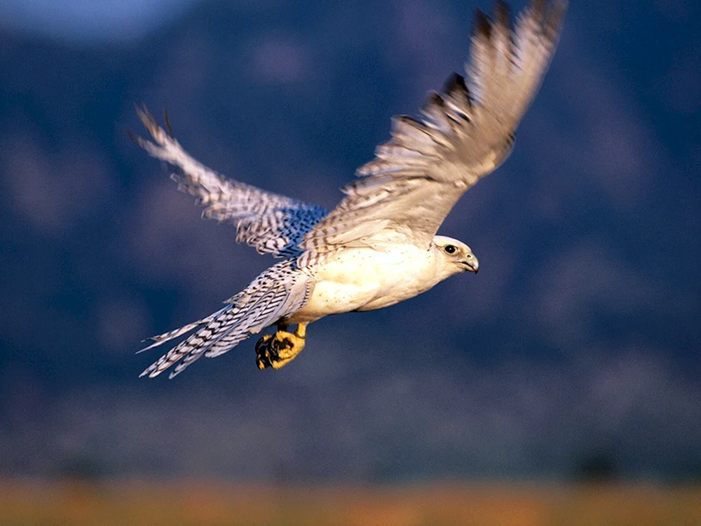 Vogel im Flug