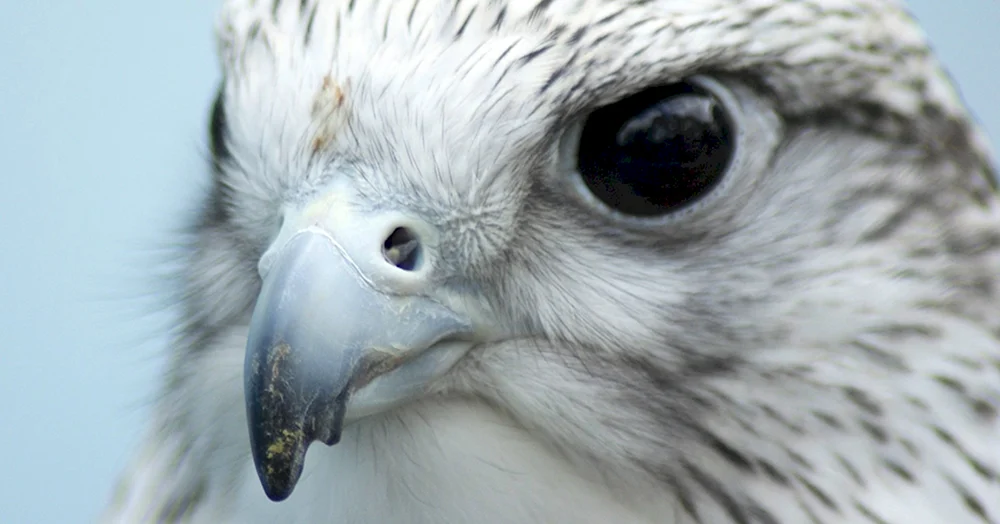 Kamtschatka Falke Gyrfalke Falco rusticolus