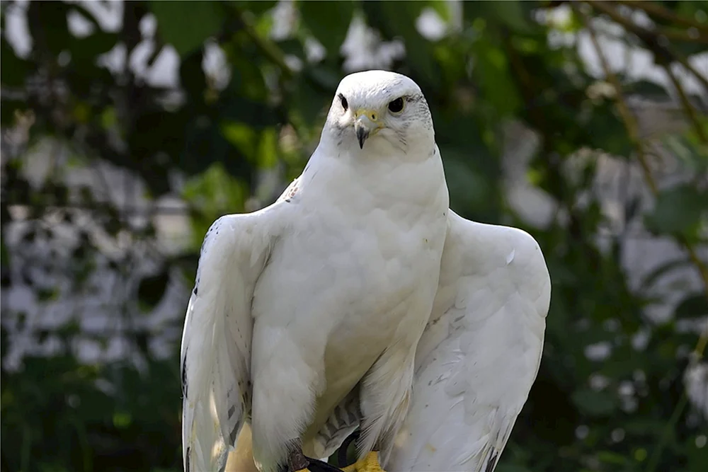 Weißer FalkeGyrfalke